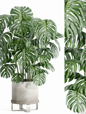 Indoor plant - set 27