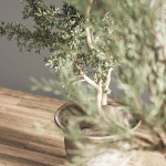 indoor plant set 28