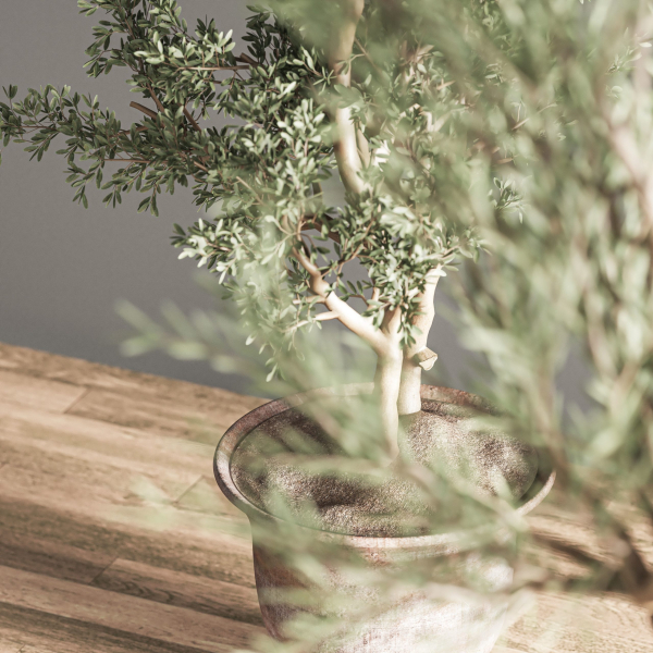 indoor plant set 28