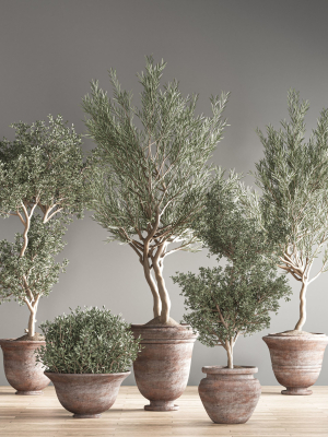 indoor plant set 28
