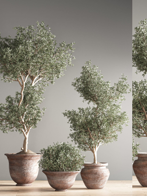 indoor-plant-set-28-3d-model-ff1736c44c
