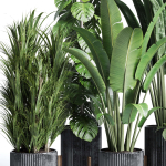 indoor plant set 300 plant ravenala ficus rubbery monstera