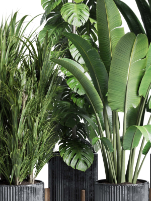 indoor-plant-set-300-plant-ravenala-ficus-rubbery-monstera-3d-model-low-poly-max-obj-fbx