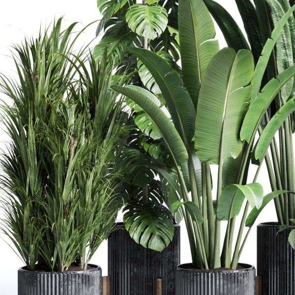 indoor plant set 300 plant ravenala ficus rubbery monstera