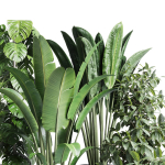 indoor plant set 300 plant ravenala ficus rubbery monstera