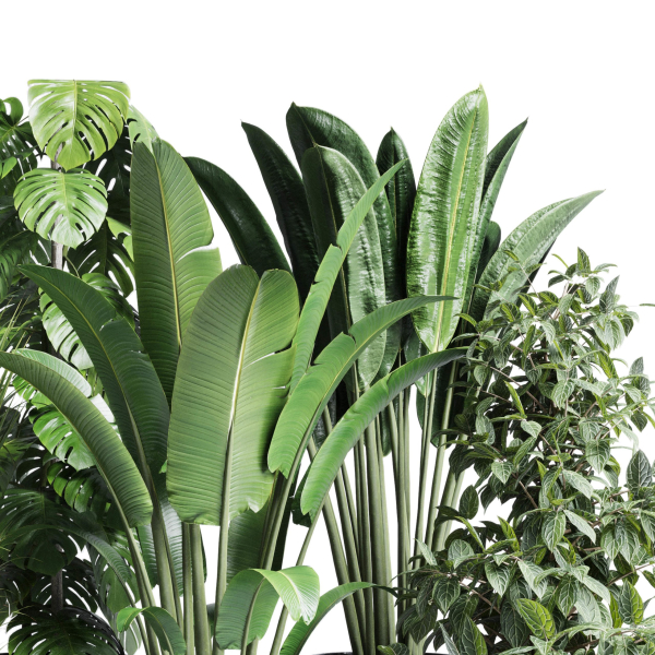 indoor plant set 300 plant ravenala ficus rubbery monstera
