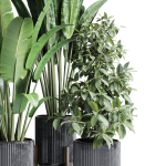 indoor plant set 300 plant ravenala ficus rubbery monstera