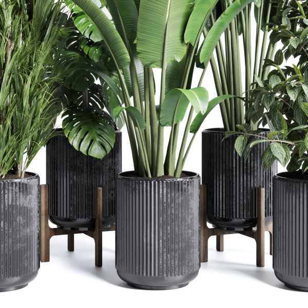 indoor plant set 300 plant ravenala ficus rubbery monstera