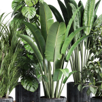 indoor plant set 300 plant ravenala ficus rubbery monstera