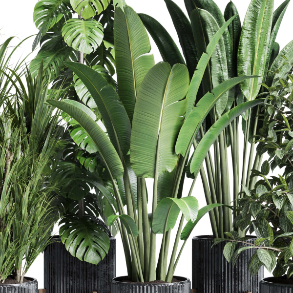 indoor plant set 300 plant ravenala ficus rubbery monstera