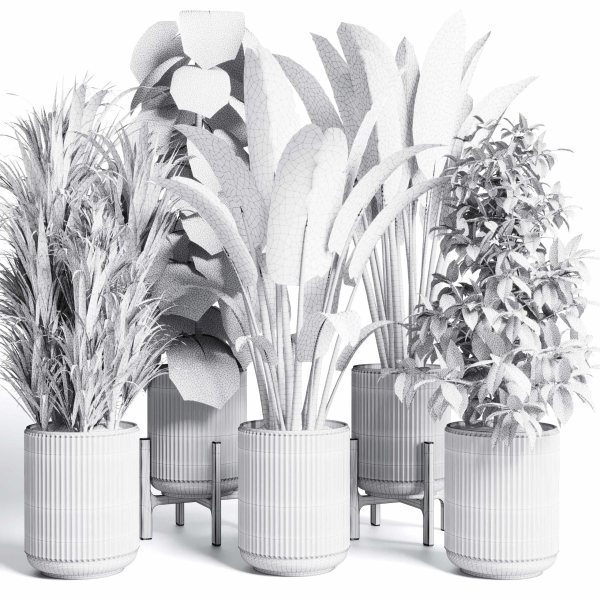 indoor plant set 300 plant ravenala ficus rubbery monstera