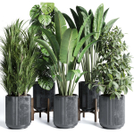 indoor plant set 300 plant ravenala ficus rubbery monstera