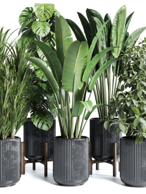 indoor plant set 300 plant ravenala ficus rubbery monstera