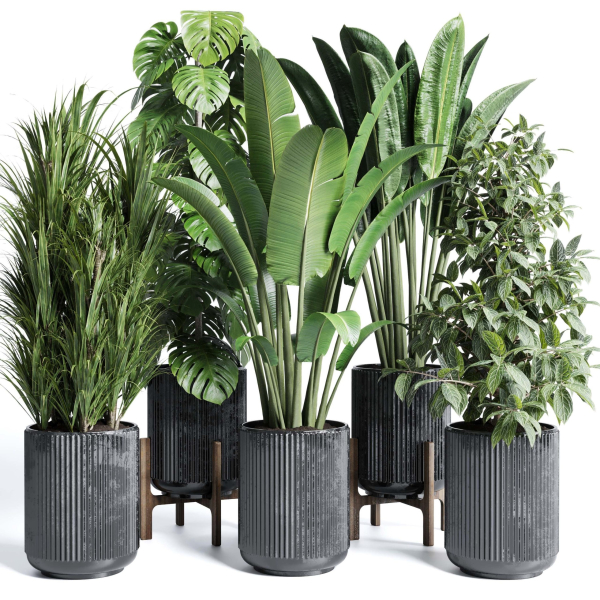 indoor plant set 300 plant ravenala ficus rubbery monstera