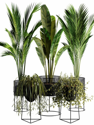 Indoor Plant set 35