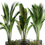 Indoor Plant set 35