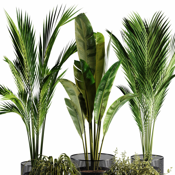 Indoor Plant set 35