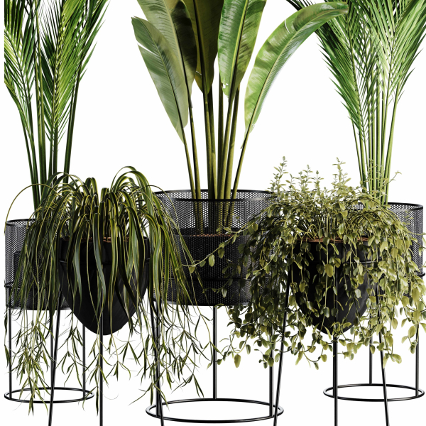 Indoor Plant set 35