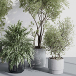 indoor plant set 387 plant tree palm bush concrete dirt vase