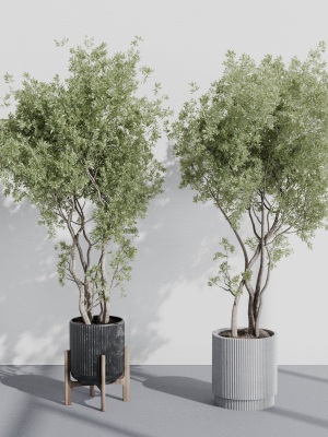 indoor-plant-set-387-plant-tree-palm-bush-concrete-dirt-vase-3d-model-d698ba0683
