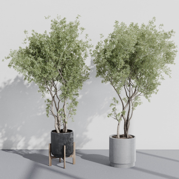 indoor plant set 387 plant tree palm bush concrete dirt vase