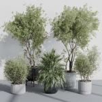 indoor plant set 387 plant tree palm bush concrete dirt vase