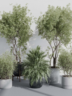 indoor plant set 387 plant tree palm bush concrete dirt vase