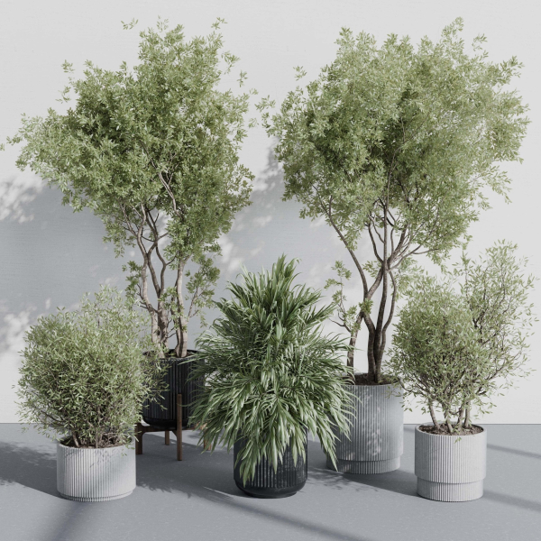 indoor plant set 387 plant tree palm bush concrete dirt vase