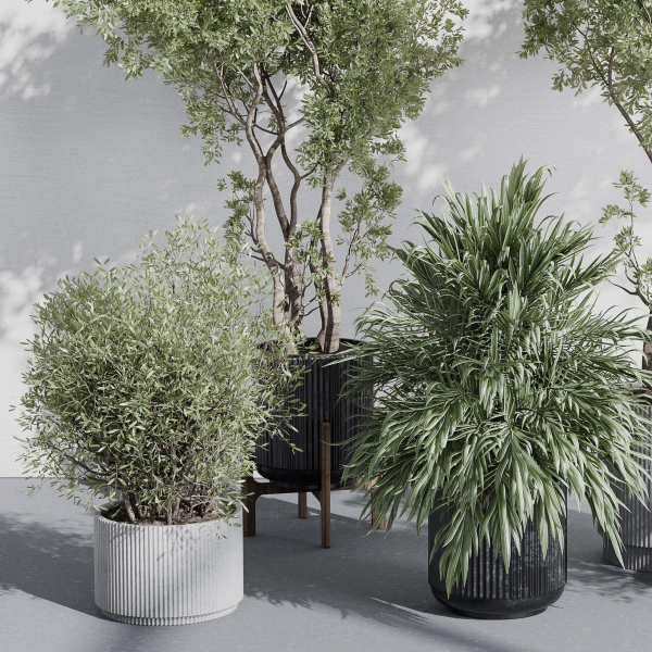 indoor plant set 387 plant tree palm bush concrete dirt vase