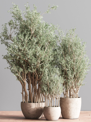 indoor-plant-set-69-3d-model-207732080b