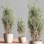 Indoor Plant Set 69