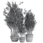 Indoor Plant Set 69