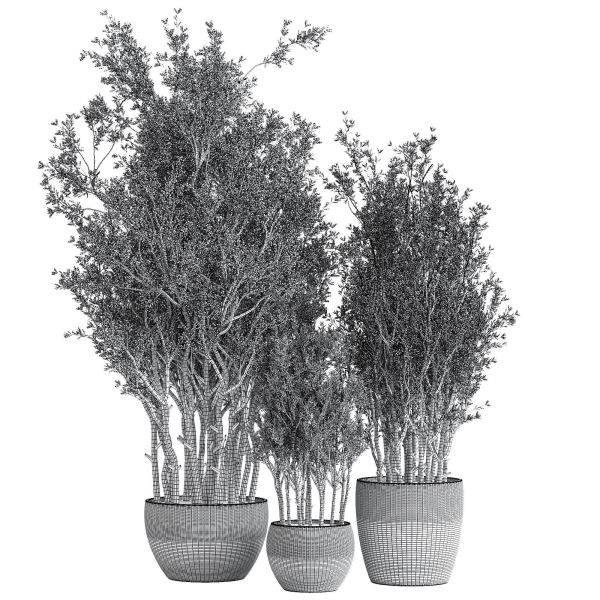 Indoor Plant Set 69