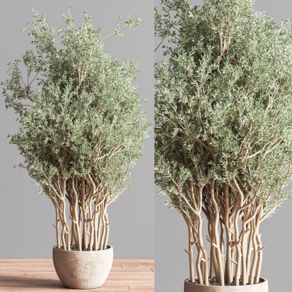 Indoor Plant Set 69