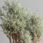 Indoor Plant Set 69