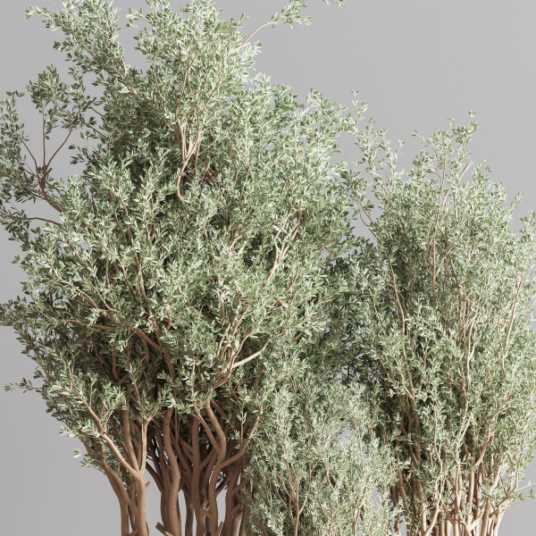 Indoor Plant Set 69