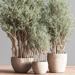 Indoor Plant Set 69