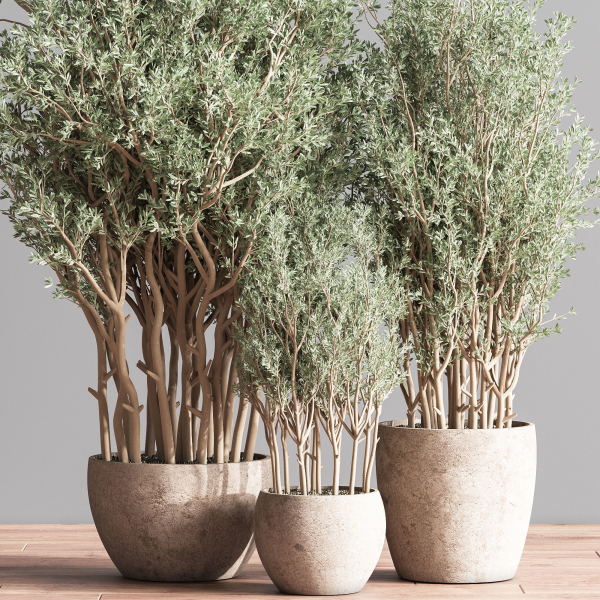 Indoor Plant Set 69