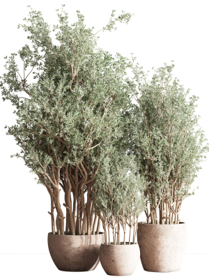 Indoor Plant Set 69