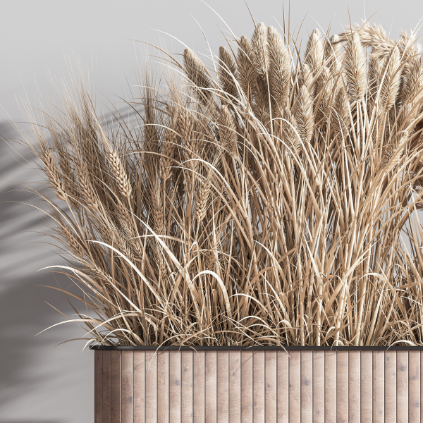 Indoor Plant Set 76 Dry flowers