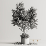 Indoor Plant Set 86 Autumn