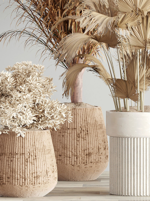 indoor-plant-set3-dry-plants-3d-model-max-obj