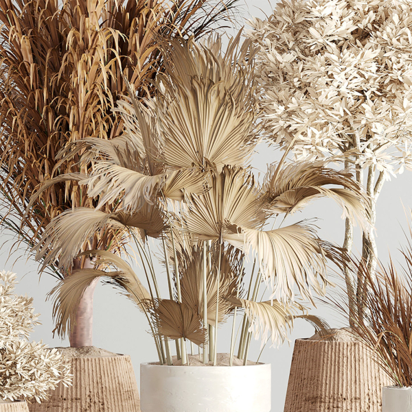 Indoor-Plant-Set3-Dry-Plants four vases with plants