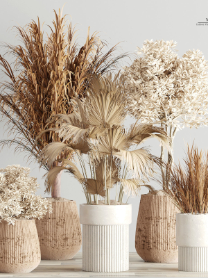 Indoor-Plant-Set3-Dry-Plants four vases with plants