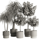 Indoor Plant Set49