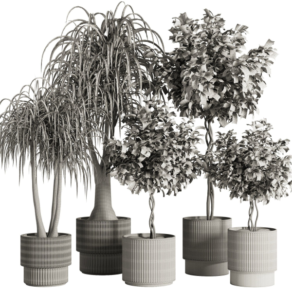 Indoor Plant Set49