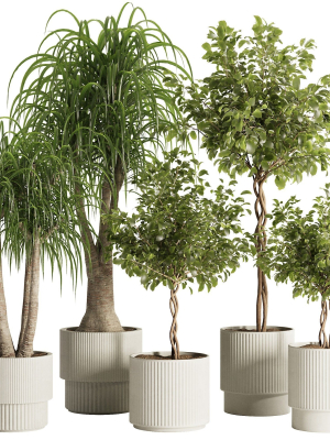 indoor-plant-set49-3d-model-aa5ddaa471