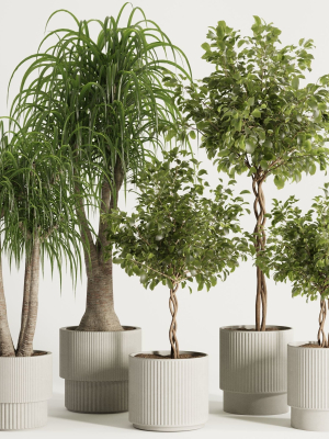 Indoor Plant Set49