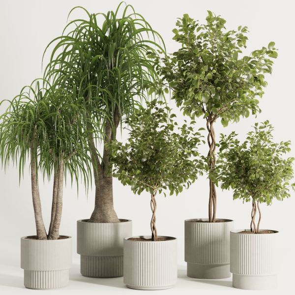 Indoor Plant Set49