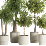 Indoor Plant Set49